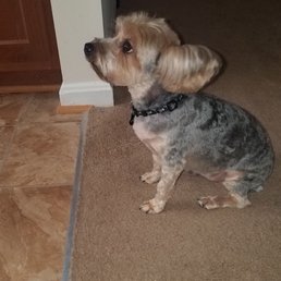 Yorkie cut