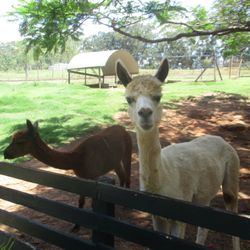 Alpacca