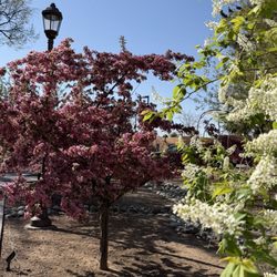 Drury Plaza Hotel in Santa Fe - The walkway outside the hotel was so pretty with the flowering trees!