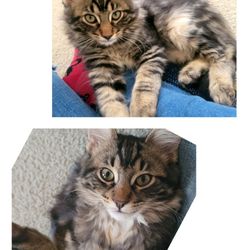Venetian Nails and Spa - Last picture is my beloved kittens that are now in heaven.Thank you so much for the beautiful design.
