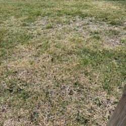 Creative Landscaping & Lawn Maintenance - Root rot