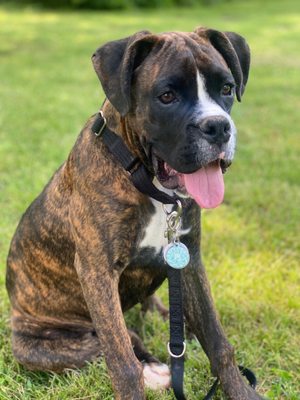 Family and Friends Veterinary Care