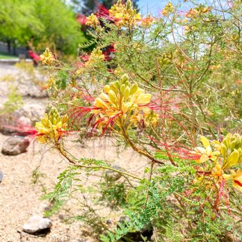 Allegro Park - Flowers - Parks Near Me - Henderson, Nevada Allegro Park - Flowers - Parks Near Me - Henderson, Nevada