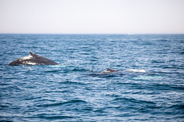 7 Seas Whale Watch by null