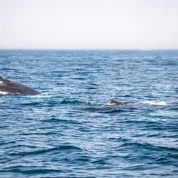 7 Seas Whale Watch - 2 whales swimming together