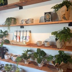 Beautiful houseplants and pottery