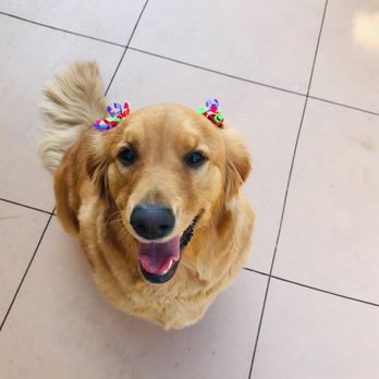 Shampooch Pet Styles - Pet Groomers Near Me - Temecula, California Shampooch Pet Styles - Pet Groomers Near Me - Temecula, California