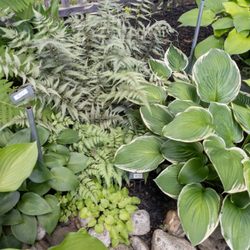 HostaAmour - Hostas with companion ferns