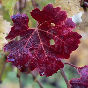 Nickel & Nickel - Grape leaf - Wineries Near Me - Oakville, California