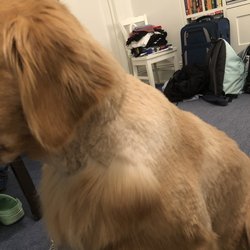 Dog House Club - The ridiculous shave job that they did on my golden