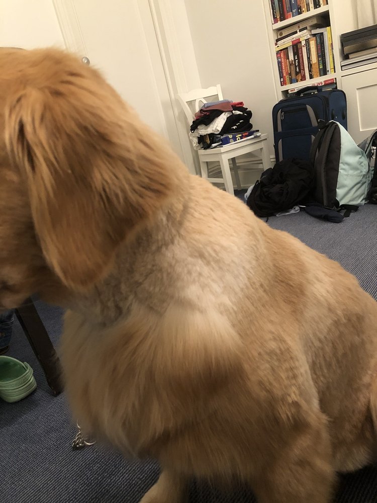 Dog House Club - pet boarding facility in New York, NY