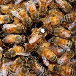 Lee Honey Bee Removal - Mated Honey Bee Queens For Sale
