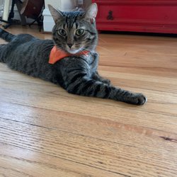 Zulu Dog + Cat Boutique