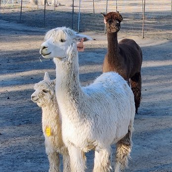 Alpacas at Windy Hill - Mama and babysitter - Attraction Farms Near Me - Somis, California