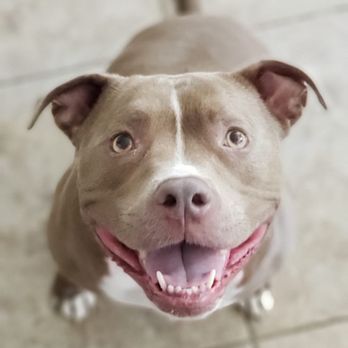 Austin's Pet Concierge - Beautiful pitty girl Arya - Dog Walkers Near Me Austin's Pet Concierge - Beautiful pitty girl Arya - Dog Walkers Near Me