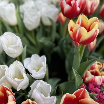 Adams Fairacre Farms - a variety of tulips - Meat Shops Near Me - Newburgh, New York