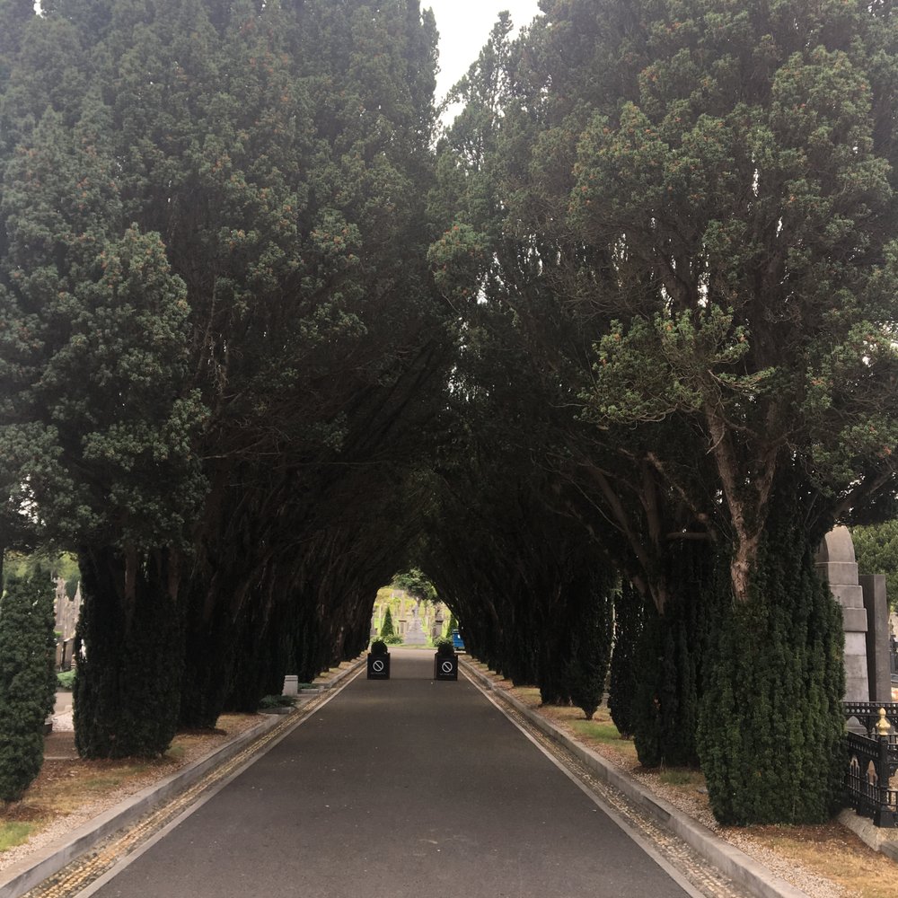One of the beautiful tree-lined walkways One of the beautiful tree-lined walkways