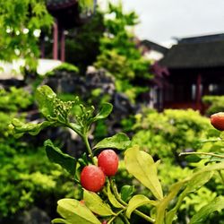 Dr. Sun Yat-Sen Classical Chinese Garden - Orange jasmine (China box) plant