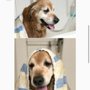 Groom-N-Tails Pet Salon