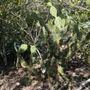 Photo of Old Overseas Highway Nature Trail
