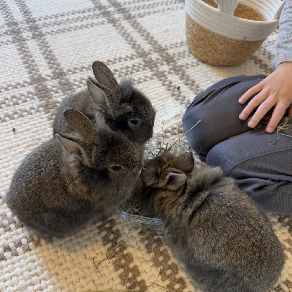My Little Farmer Durham - Bunny snuggle session - Kids Activities Near Me - Durham, North Carolina My Little Farmer Durham - Bunny snuggle session - Kids Activities Near Me - Durham, North Carolina