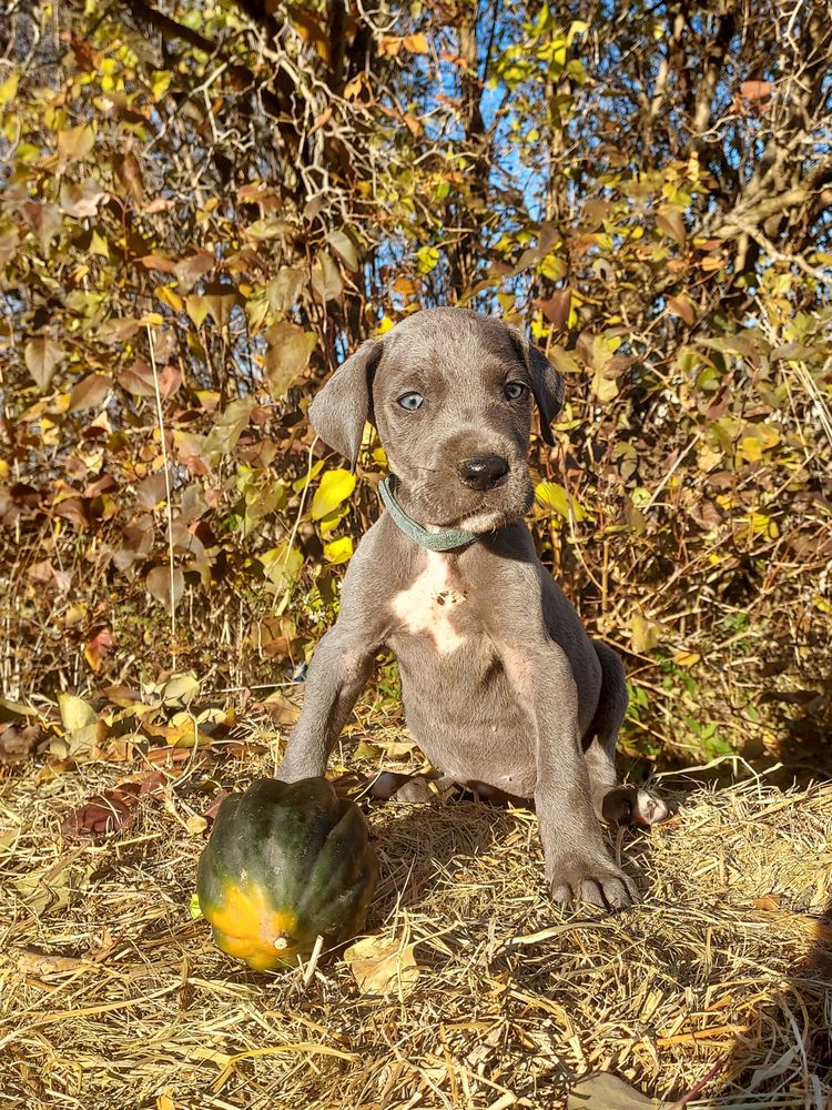 NOBAL DANES 12 Photos Machias, NY Yelp