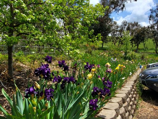 Nola's Iris Garden by null