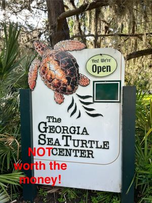 Georgia Sea Turtle Center by null