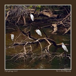 O'Shaughnessy Nature Preserve - I found this congregation of egrets at the north east corner of the Preserve. Kayakers had frightened them into that location...