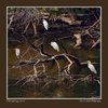 O'Shaughnessy Nature Preserve gift card