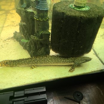 Kens Fish Rescue - Ornate birchir - Aquariums Near Me - Lynn, Massachusetts Kens Fish Rescue - Ornate birchir - Aquariums Near Me - Lynn, Massachusetts