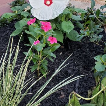 Byron's Landscaping - Flowers are attractive, hope they make it - Landscaping Near Me - Houston, Texas Byron's Landscaping - Flowers are attractive, hope they make it - Landscaping Near Me - Houston, Texas