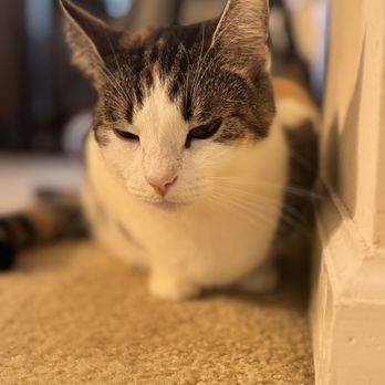 Somerset Paws and Purrs - Cleo - Pet Boarding Near Me Somerset Paws and Purrs - Cleo - Pet Boarding Near Me