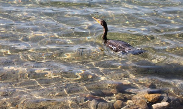 Walden Pond State Reservation by null