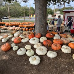 Phil Simpson's Christmas Trees and Pumpkins