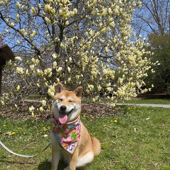 Highland Park - Shiba Inu at Highland Park - Parks Near Me - Rochester, New York Highland Park - Shiba Inu at Highland Park - Parks Near Me - Rochester, New York