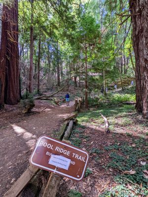 Armstrong Redwoods State Natural Reserve by null
