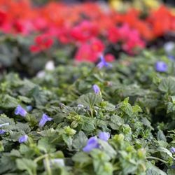 Olson's Garden Center