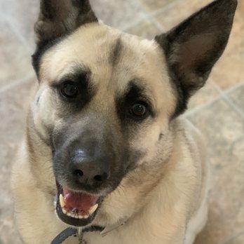 Animal Salon - Dog - Pet Groomers Near Me - San Diego, California Animal Salon - Dog - Pet Groomers Near Me - San Diego, California