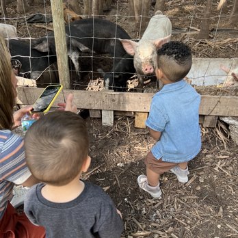 Tinez Farms - Attraction Farms Near Me - Miami, Florida Tinez Farms - Attraction Farms Near Me - Miami, Florida