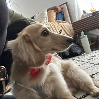 Ann's Pet Grooming - Pet Groomers Near Me - Brea, California