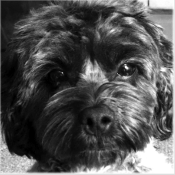 Ms Fairy Dogmother - Pet Training Near Me - Azle, Texas Ms Fairy Dogmother - Pet Training Near Me - Azle, Texas