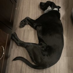 Legacy Dog Resort