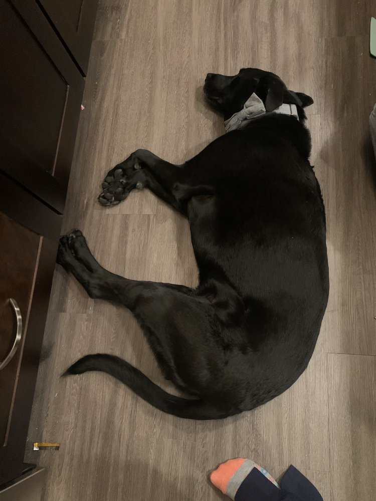 LEGACY DOG RESORT 29 Reviews 8555 Legacy Dr, Frisco, Texas Pet Sitting Phone Number Yelp