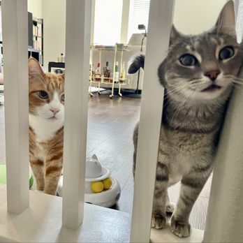 Your Pet's Nanny - Happy to see Julie - Pet Sitting Near Me Your Pet's Nanny - Happy to see Julie - Pet Sitting Near Me
