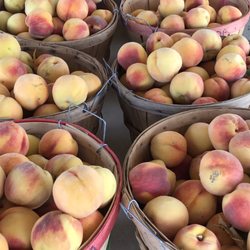 Sumida Fruit Stand