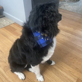 Pets and Bubbles Cafe - Pet Groomers Near Me - Detroit, Michigan
