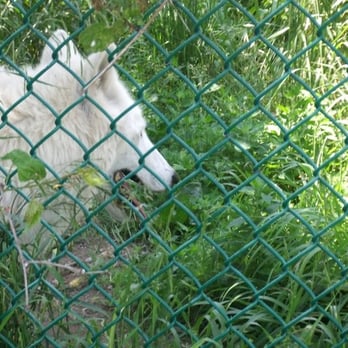 Jungle Cat World Wildlife Park - Zoos Near Me - Orono, Ontario Jungle Cat World Wildlife Park - Zoos Near Me - Orono, Ontario