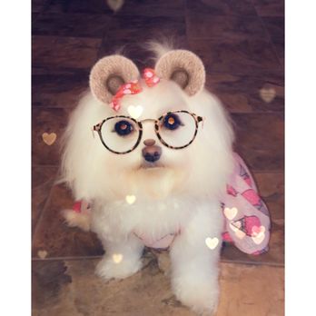 San Jose Puppies - After one year 2/28/19 :) - Pet Services Near Me San Jose Puppies - After one year 2/28/19 :) - Pet Services Near Me