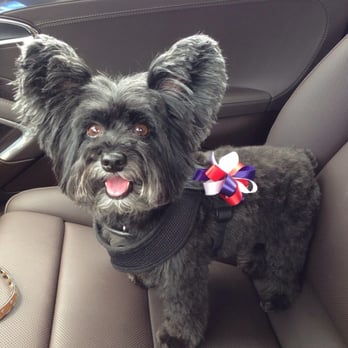 OC Happy Tails - Happy Beast - Pet Groomers Near Me - Dana Point, California OC Happy Tails - Happy Beast - Pet Groomers Near Me - Dana Point, California